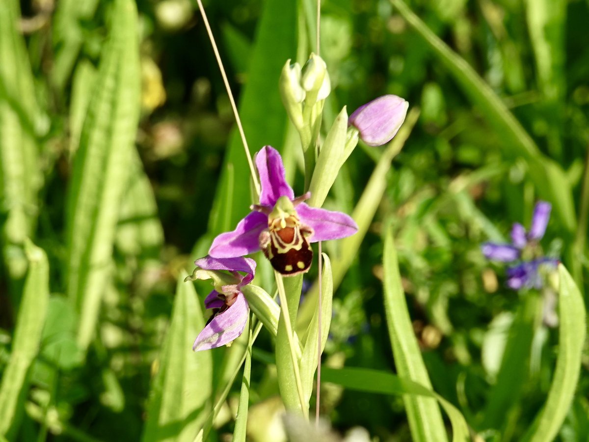 claytonmeadow's tweet photo. The #orchid season is underway in Clayton Meadow, Dorset. One of the #bee orchids looking particularly splendid.
#grasslands #meadows #OrchidChallenge #orchids #wildflowers #NatureRecovery #NatureConservation #LetItBloomJune #EveryFlowerCounts #LetsBringNatureBack #PlanetEarth https://t.co/Jg2ua1VFMd