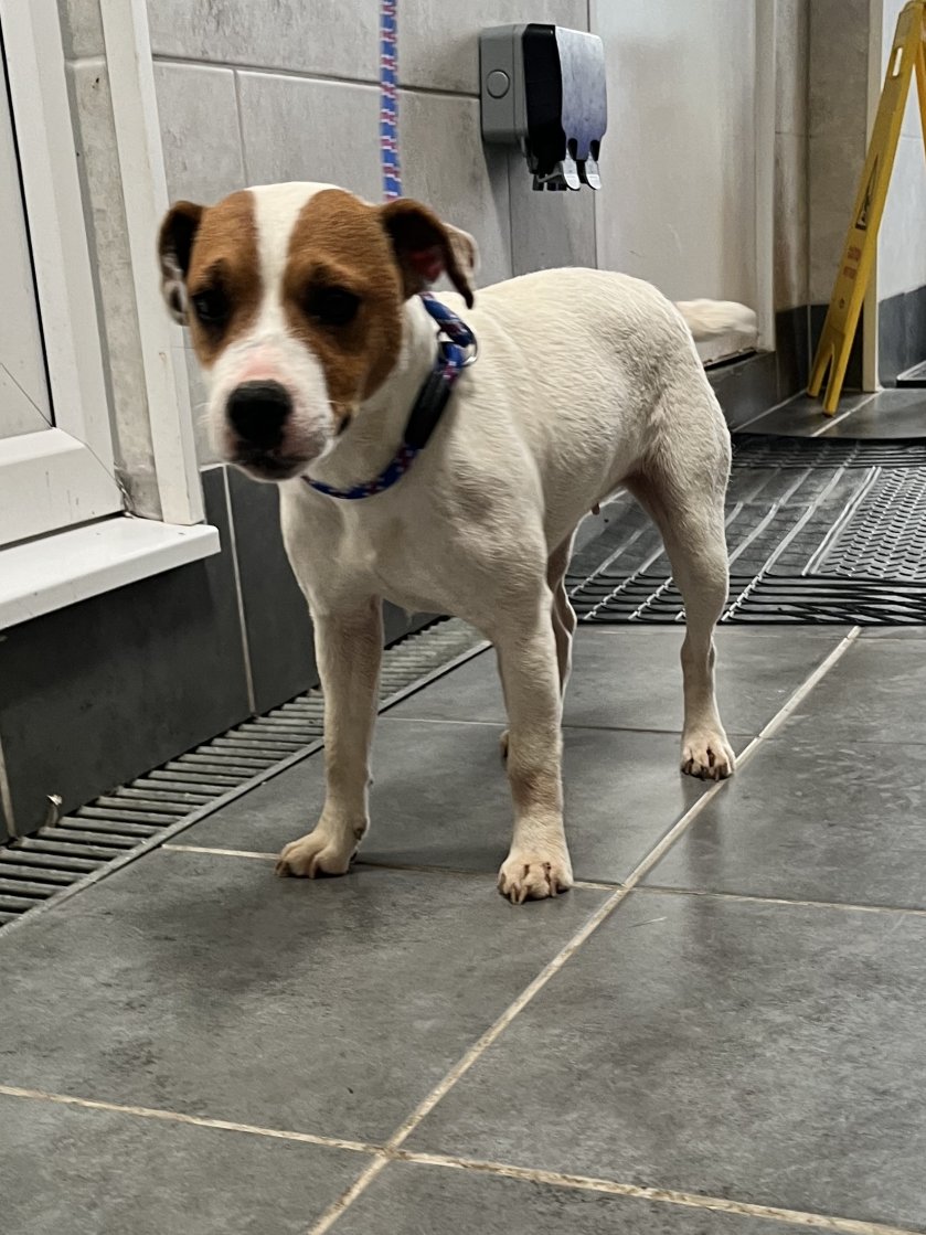 Urgent, please retweet to help find the owner or a rescue space for this stray dog, found/abandoned ##STALBANS #HERTFORDSHIRE  #UK 🆘 
Female JACK RUSSELL,  SHE WAS NOT WEARING A COLLAR AND IS NOT CHIPPED.
 Found 1 June. 
Now in a council pound for 7 days, please share widely as