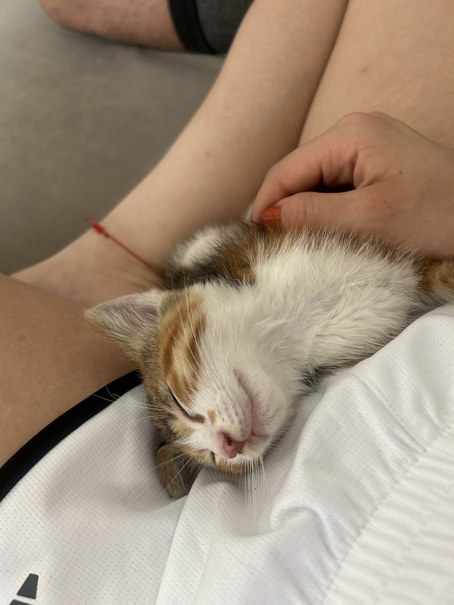 🥹ACİL YUVA ARIYORUM🥹
lütfen RT iletişim: <a href="/4leynat/">forleyna</a> 
-2 aylık dişi
-3 renkli tekir
-iç dış parazitleri yapıldı
-kuru/yaş mama yiyor
-kum alışkanlığı var 
-tam bir ev kedisi, sevgi ve ilgiye bayılıyor, oyuncu ve çok akıllı
-📍istanbul ancak başka şehirlere de ulaştırmaya çalışırız