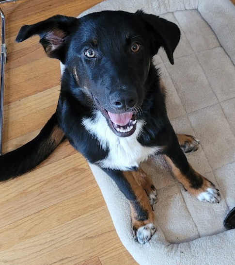archon's tweet photo. I think I might just have Maximus be the star of Arbiter of the Worlds from now on, his thumbnails are much better than mine
#dmadvice from the #dogmaster https://t.co/jWzwPTIKTf