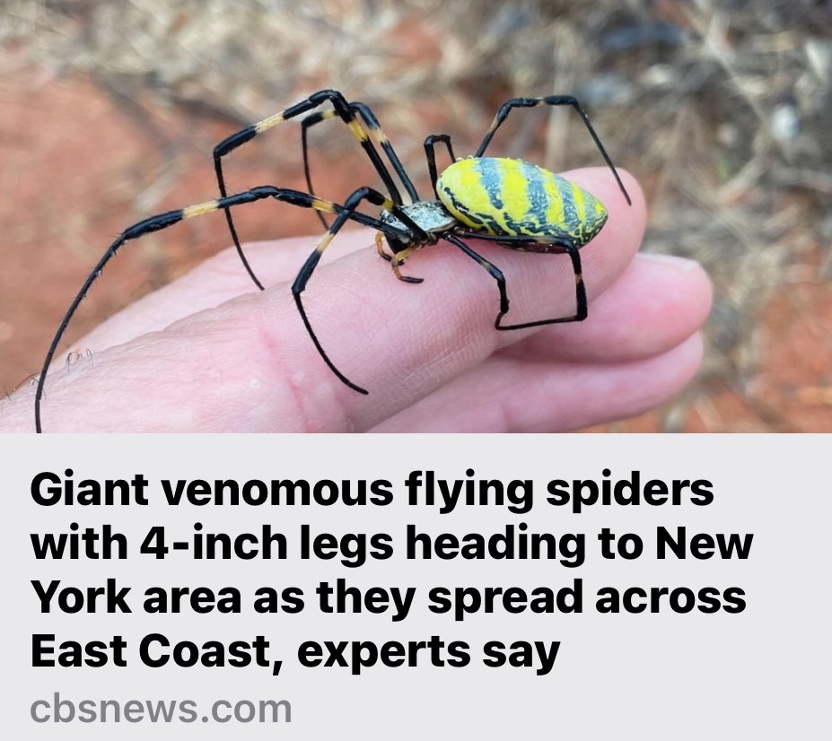 UncleCreepy's tweet image. Nice knowing you East Coast. #fuckthis #nope #laststraw #imout 

cbsnews.com/news/joro-spid…