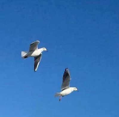 Mesele; esir düşmekte değil…
Teslim olmamakta, bütün mesele…