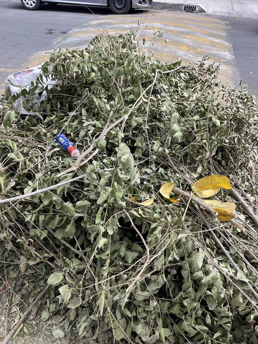 tereponceee's tweet photo. @BJAlcaldia @betotok @AccionesBJ ya cumplimos un mes que vinieron a cortar el árbol y no se llevaron las ramas. Monte Alegre  No. 34 entre Miraflores y Miravalle. Col. Portales Oriente https://t.co/QjVvWfLkvH