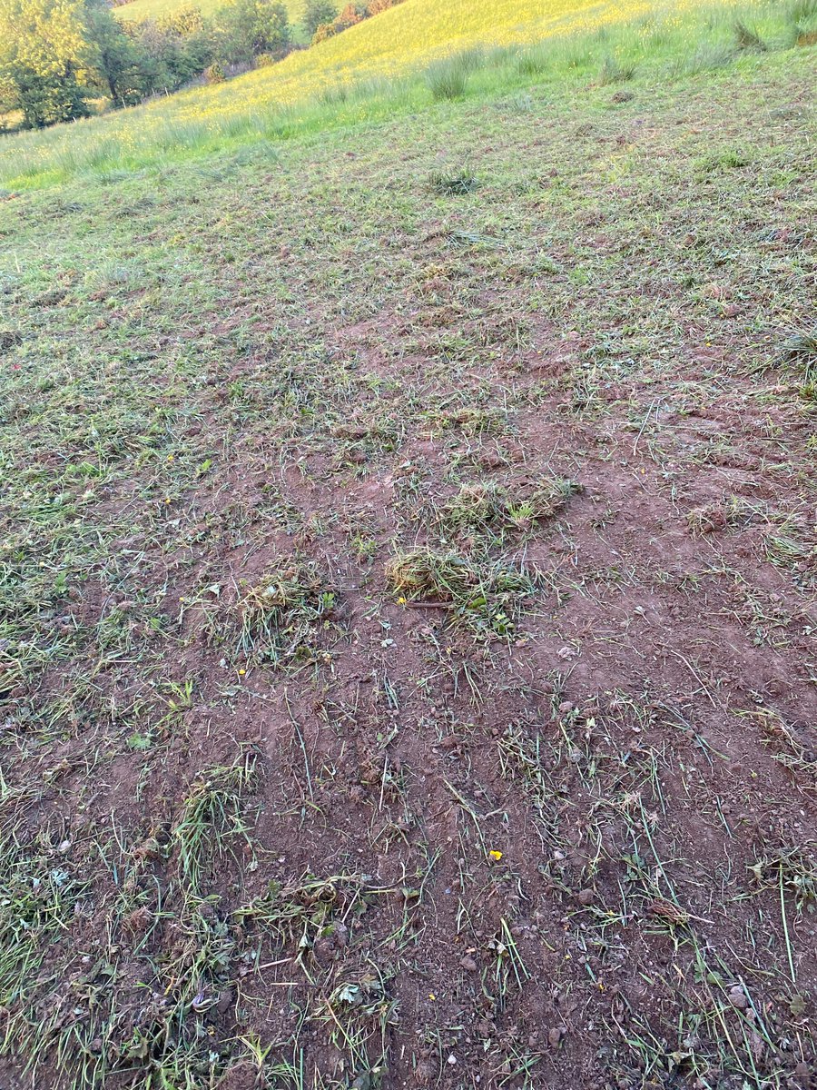 Levelling out a bit of poaching from wee weanlings we overwintered in and out of the shed. Round the gate suffered with the wet winter/spring