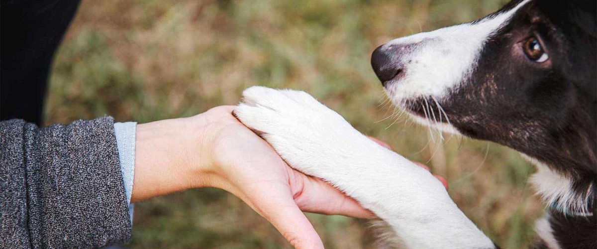 cailinlc's tweet photo. #WhatIlearnedinWR60 has taught me to pay attention to issues surrounding dogs today such as puppy mills and how to help! Whether it is advocating our four legged friends or supporting your local shelter and animal rescues, this can all help the dogs in your community https://t.co/a3YcPasxYp