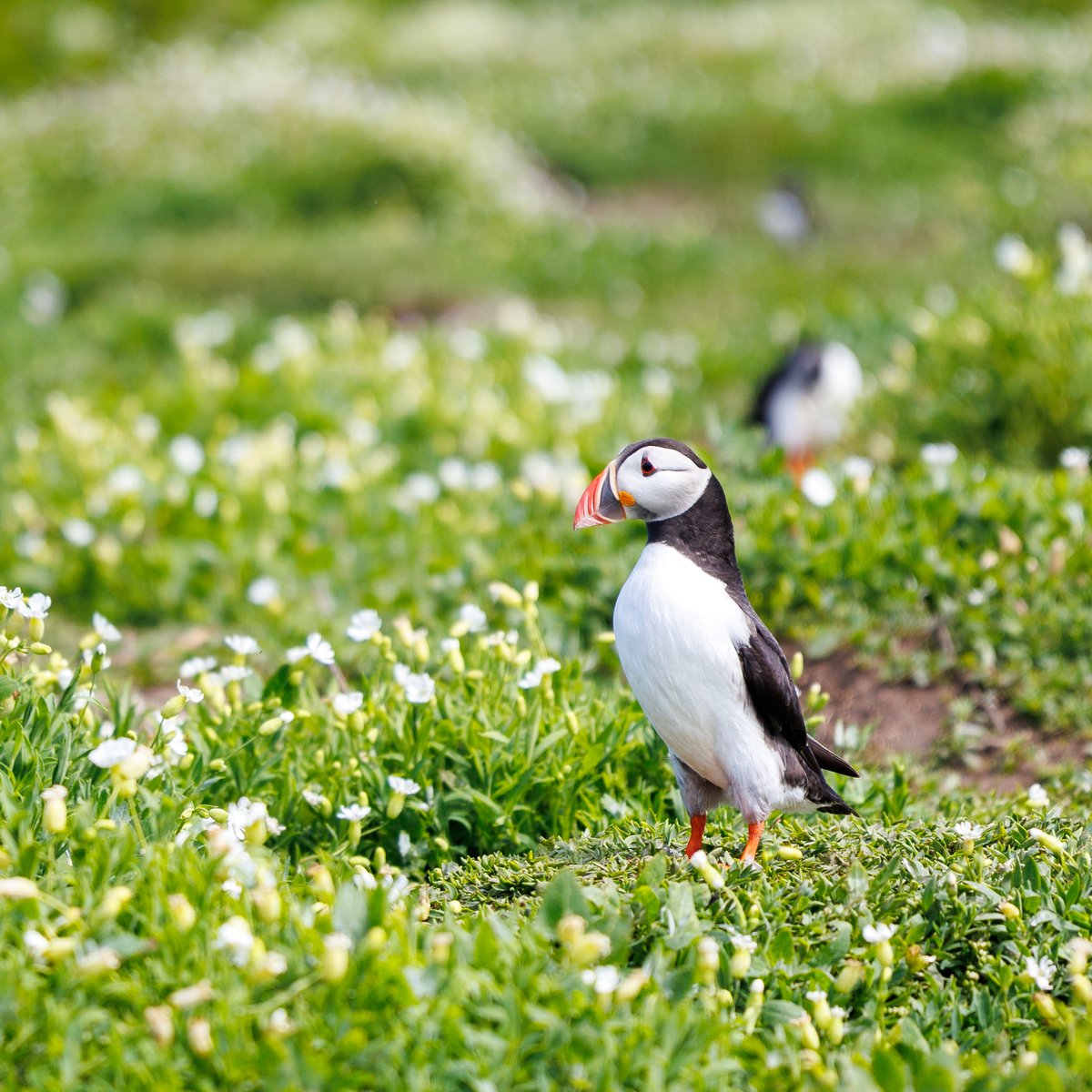 ChrisMBurgess's tweet photo. It's been a while - here's some Puffins! https://t.co/UORoHsKZi4