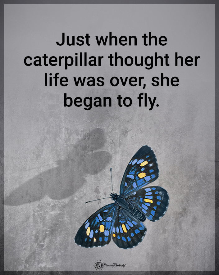 “Just when the caterpillar thought her life was over, she began to fly.” #transformation #personalgrowth #growthmindset #growth #selfawareness #innerpeace