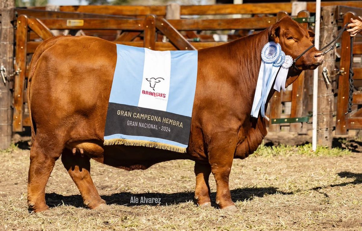 FerPereaM's tweet photo. Gran Campeona Hembra en la Nacional de Brangus para Rincon de Iberá. Más felicidad no se puede pedir. https://t.co/4bDHj78iNX