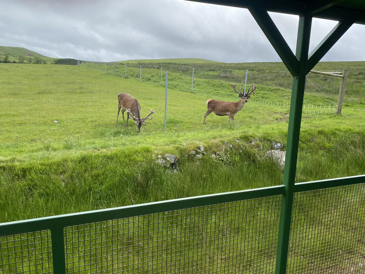 IngramValleyGB's tweet photo. A wonderful wild adventure day with our fantastic Canadian friends #selectholidays 🇨🇦 

Today we welcomed a new born calf Maple/ Moose and went on a big adventure travelling 1,000 feet above sea level. 

#1000feet 
#adventure
#outdoors
#rugged
#northumbrian
#northumberland
#wild https://t.co/emTXN6jxhk