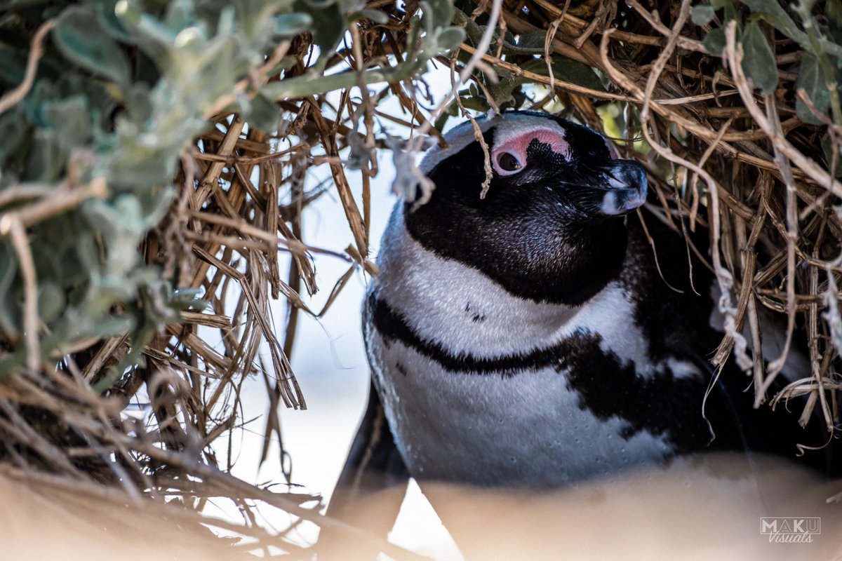 makuvisuals's tweet photo. WHO doesn’t like penguins!?
Checked in at the #StonyPointNatureReserve in #BettysBay over the weekend - concerned still about the numbers… There used to be a penguin in every nook and cranny, but just does not feel like ‘back in the day’. 
#penguins #jackass #cute #southafrica https://t.co/LhJd5pt6wg