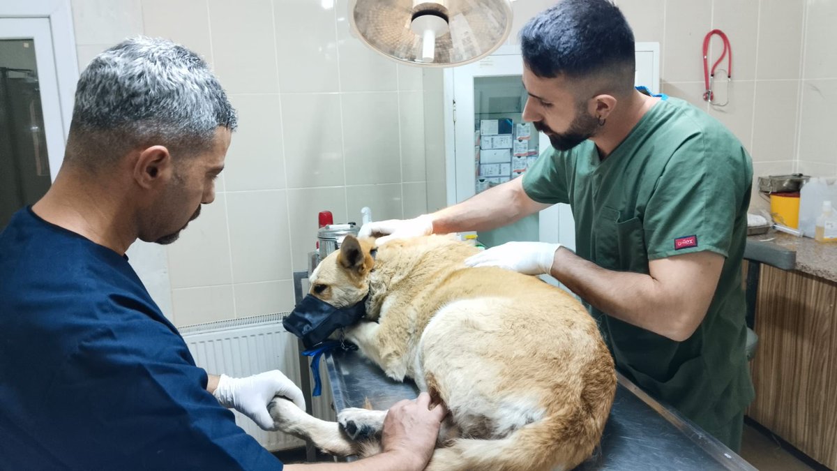 bkrbld's tweet photo. Sosyal medyada gündeme gelen ve yürekleri sızlatan görüntülere ilişkin Bakırköy Belediyesi  harekete geçti. Can dostumuz, hayvanseverlerimizin de desteğiyle ekiplerimiz tarafından bulundu. Köpeğimiz gerekli sağlık kontrolleri yapılarak korumamız altına alındı. https://t.co/pniEnQwic0