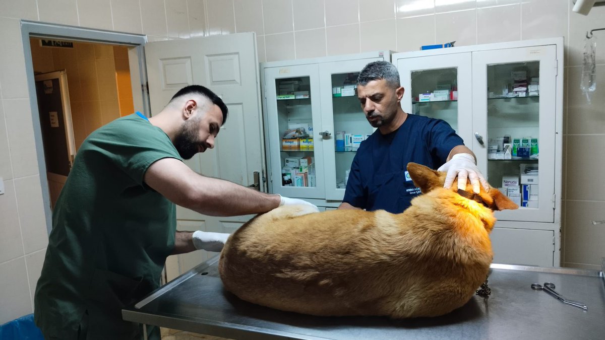 Sosyal medyada gündeme gelen ve yürekleri sızlatan görüntülere ilişkin Bakırköy Belediyesi  harekete geçti. Can dostumuz, hayvanseverlerimizin de desteğiyle ekiplerimiz tarafından bulundu. Köpeğimiz gerekli sağlık kontrolleri yapılarak korumamız altına alındı.