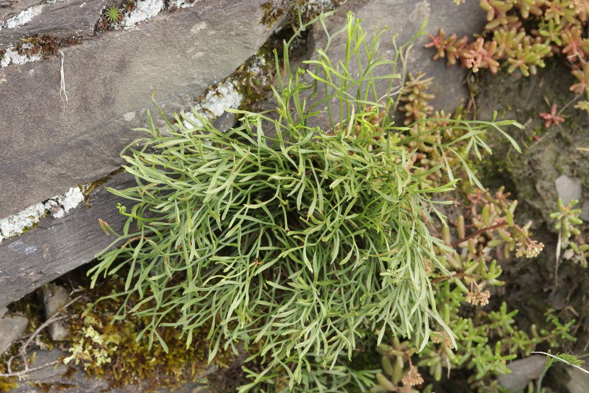 RPilze's tweet photo. Asplenium septentrionale

#Aspleniumseptentrionale #Asplenium #NordischerStreifenfarn #northernspleenwort #Doradilledunord #Farn #Fern #Pflanze #nature https://t.co/63TpR4ND6M