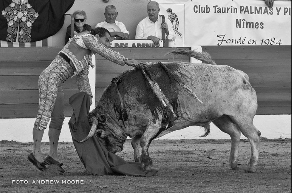 ToreoArrebujao's tweet photo. Fandiño, echo en falta tu pureza en esta neotauromaquia de ventajas y engaños. 

📸 @andrewmoore100 https://t.co/5Yeke8XpAg