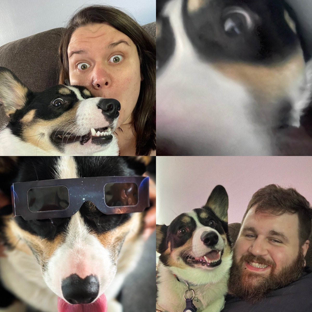 StayYourBlade's tweet image. Happy International Corgi Day to our wonderful corgi Apollo!! Always making us laugh and smile 😊 #corgination #corgilife