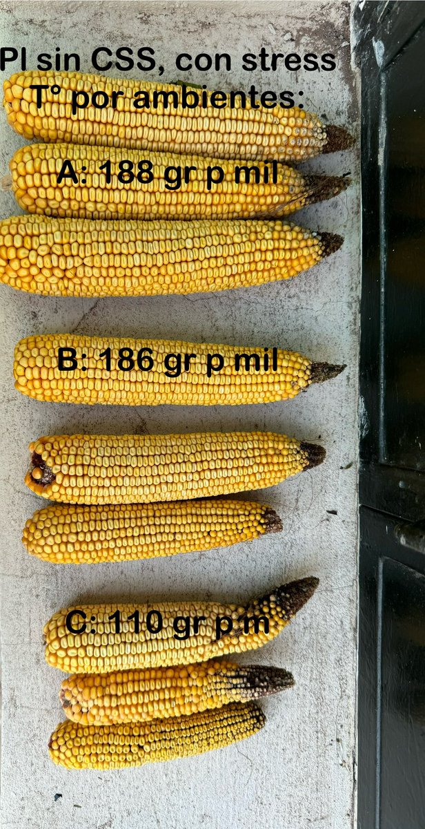 Muestreo plantas con CSS y plantas sanas. Hib P2089.
A + nutrición, + actividad del floema, + tarda la enfermedad CSS granos que pesan menos de la Mitad q años normales.
El stress térmico de marzo cortó el llenado a todo, granos q pesan 70%…. 🤔😞