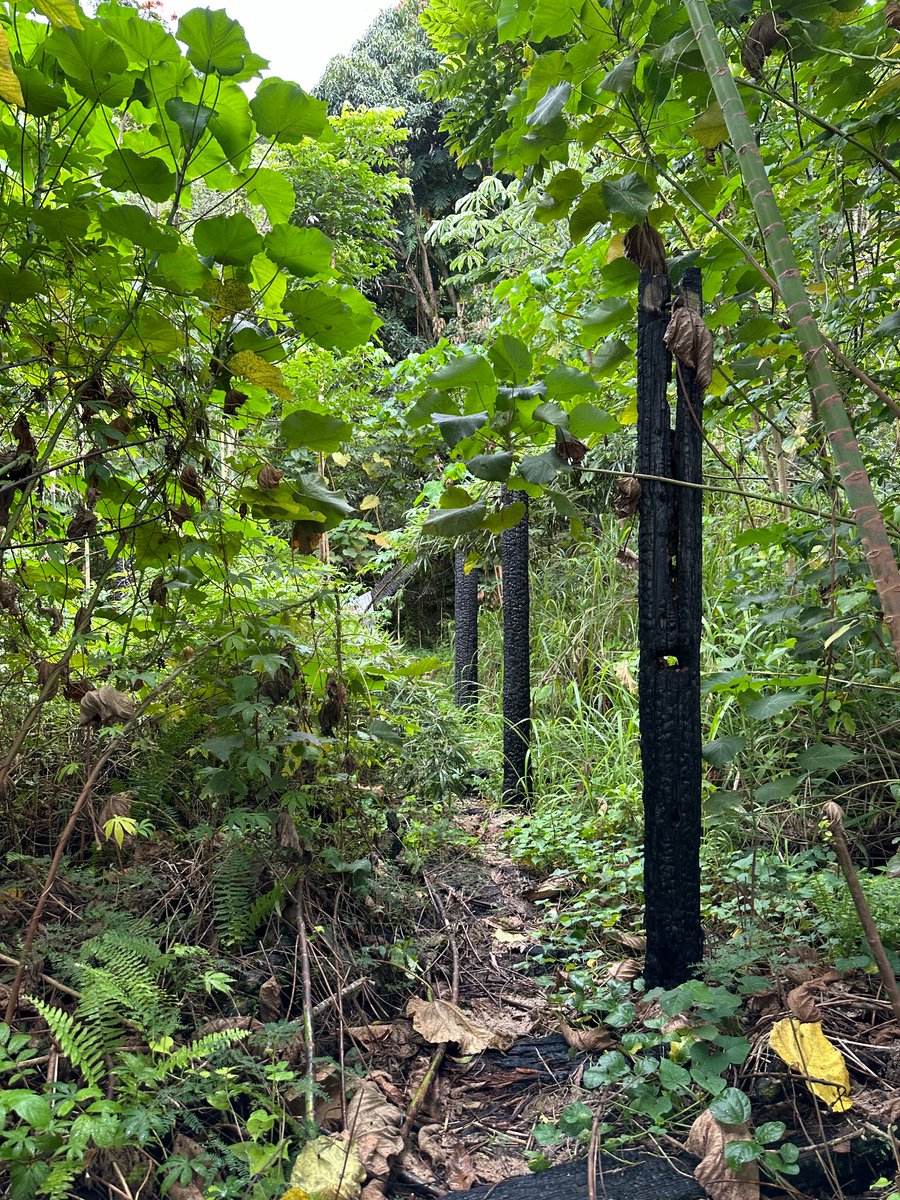 leafbox's tweet image. As things getting weirder and weirder I think about this quote 

¨It's only going to get weirder. The level of contradiction is going to rise excruciatingly, even beyond the excruciating present levels of contradiction. So, I think it's just going to get weirder and weirder, and…