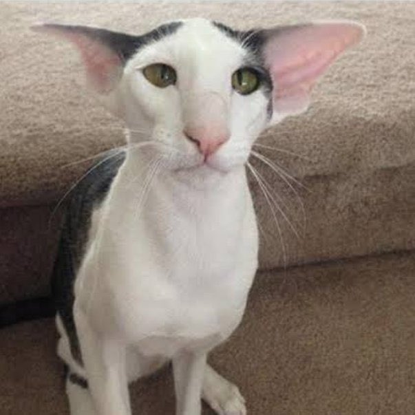 Ben                                 aşık olarak götünü 
                                         kaldırdığım erkek