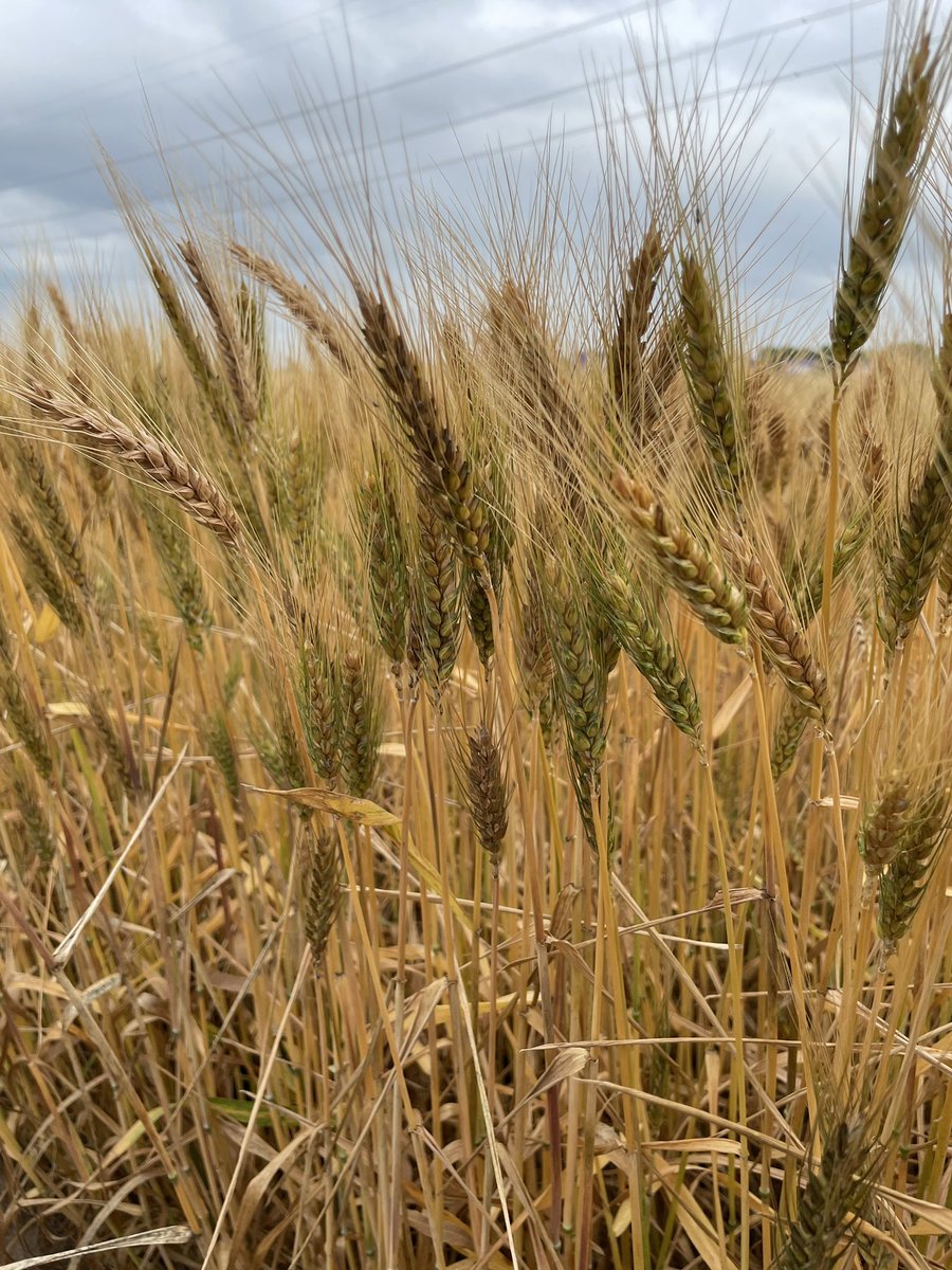 Jeff Seiler tweet media