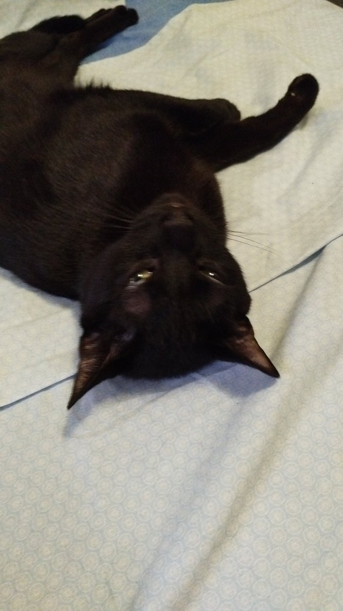 Soy_Clay_'s tweet image. Hola :3
(Foto de Michi pa que esto no quede vacío)