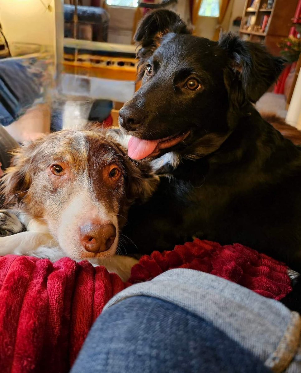 jentimbs's tweet photo. @FPWellman Aussies, the velcro dog! I have two. https://t.co/FXNxpIasCM
