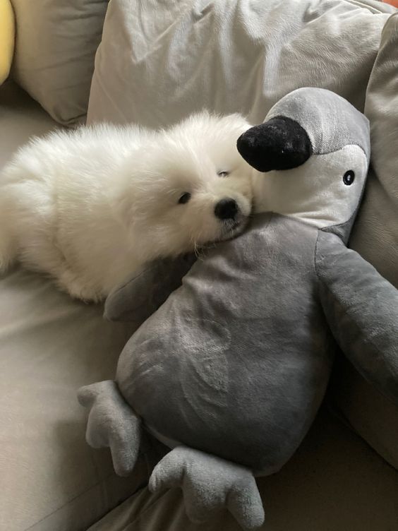 dogs so cute that could save the world tweet media
