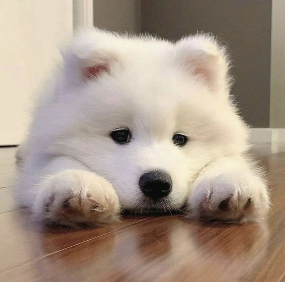 dogs so cute that could save the world tweet media