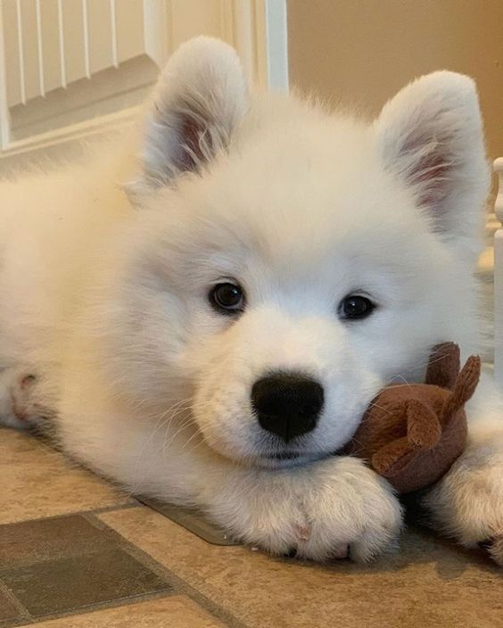 dogssaveworld's tweet photo. https://t.co/xOrTNJDgwo