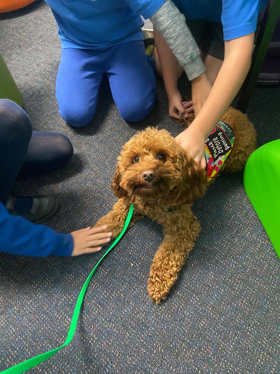 Therapuppy1's tweet image. We can’t get enough of this little guys smile. He melts the hearts of all those that he meets. He DEFINITELY understands his assignment 💕🐾#Wasabi #Schooldog #dogsofeducation #lovewhatwedo #lovewherewelearn