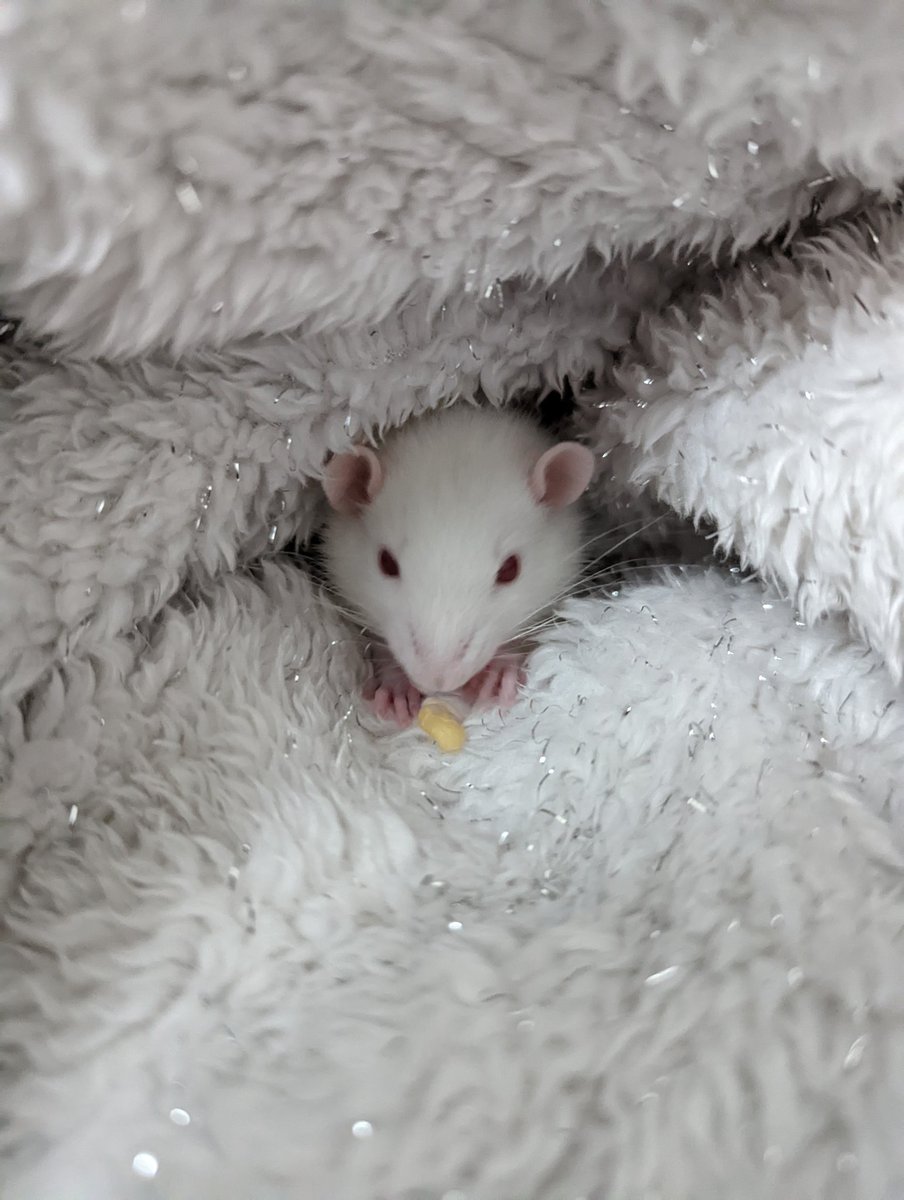 Camouflage at it's finest, believe it or not there's a very tiny rattie in this photo 😂❤️🐀 #rat