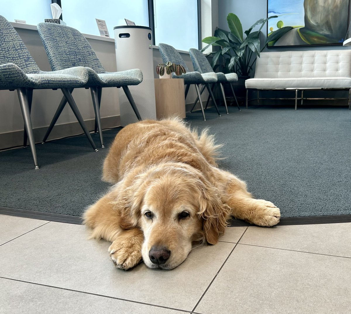 I love that my dentist has an official greeter.