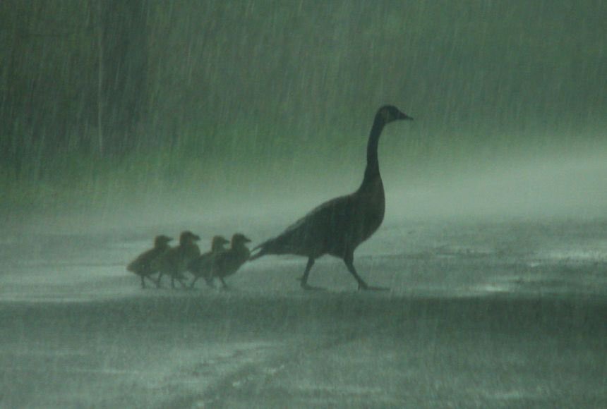 Bluegrass_SC's tweet photo. Mother Nature said to stay home this evening!!!  We look forward to seeing  you Thursday at 6:00!! https://t.co/YOjkqhnbFe
