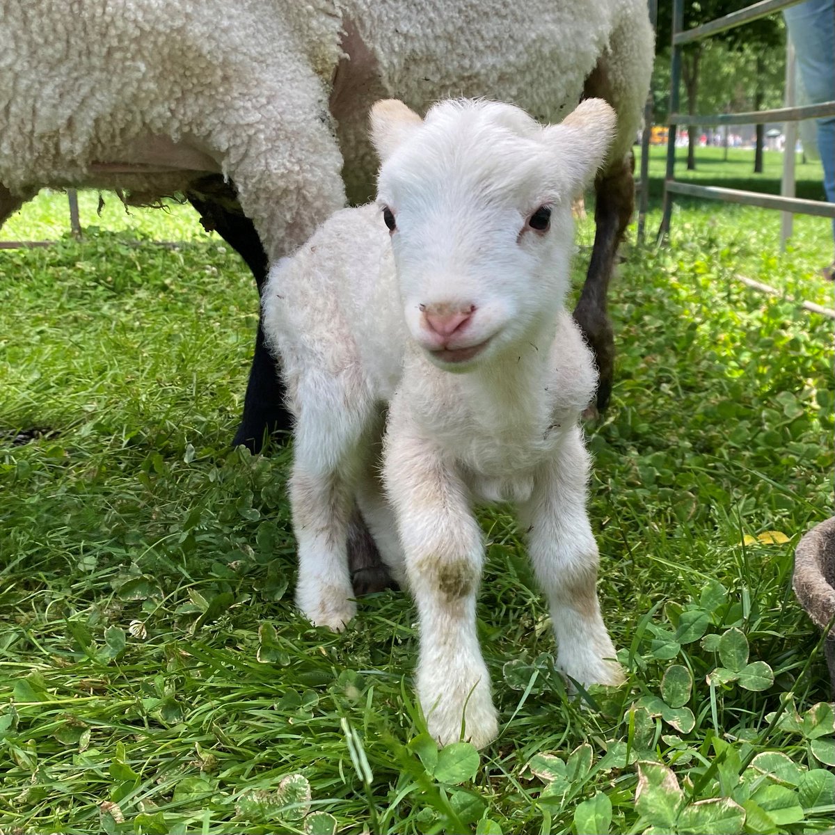 Meet our fluffiest advocate! Not a baa-aa-aa-d trip to the Common!

Thank you to the Massachusetts Farm Bureau for hosting “Livestock on the Common” this afternoon to provide an opportunity to meet some animals and learn about farming in Massachusetts. <a href="/MAFarmBureau/">MA Farm Bureau</a>