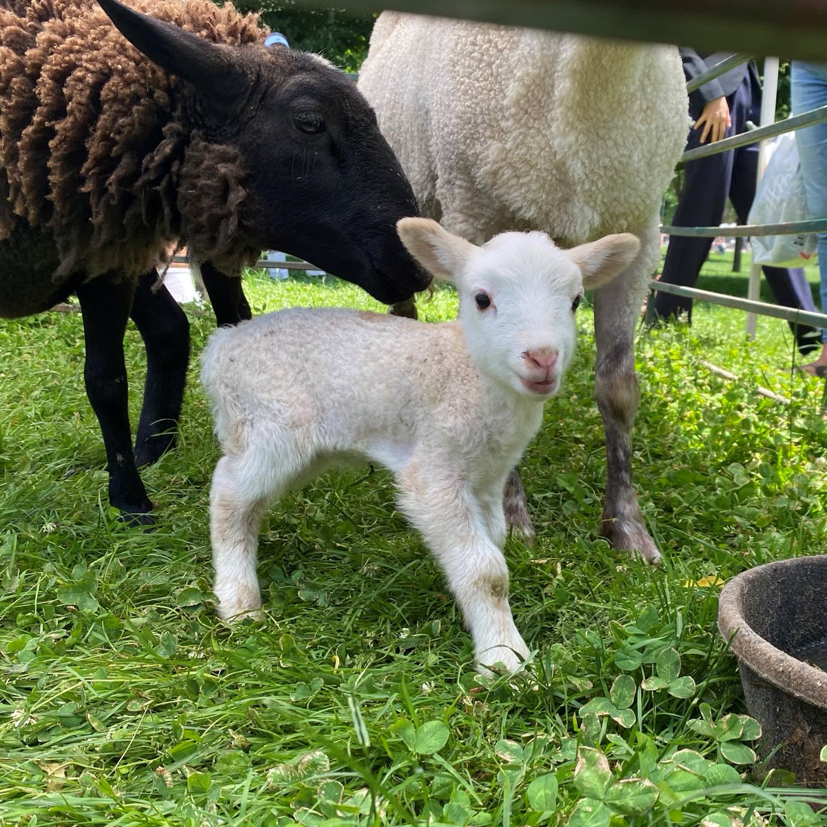 Jason Lewis tweet media