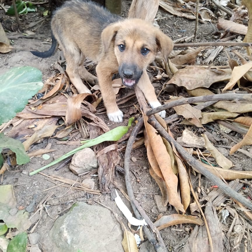 We have not received any more help for food So many things at once and so little help 💔
worldremit.com or SENDWAVE.COM to; +256753170377 Please don't forget about us, we need you #dogs #urgent #rescue #share #charity