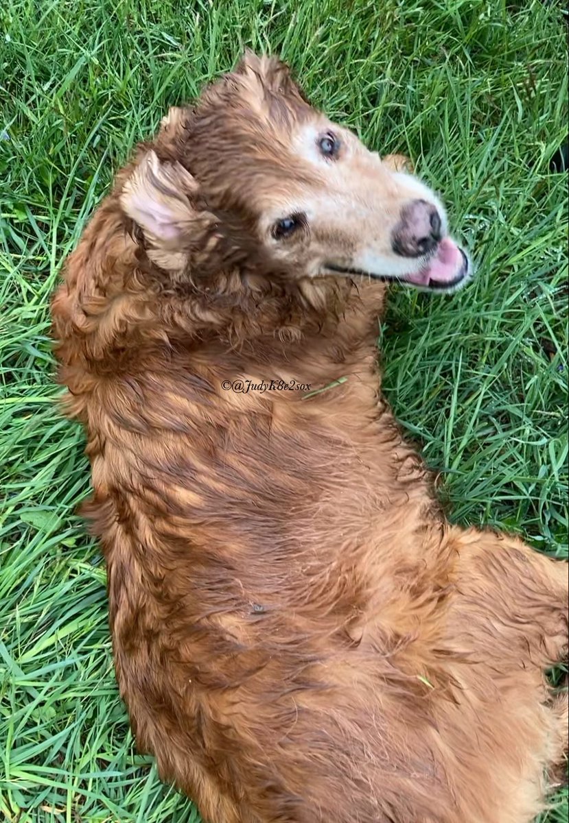 JudyK8e2sox's tweet photo. #TongueOutTuesday
Ear kaboom💥edition😉🥰
Happy #Tuesday frens🥰
#dogsoftwitter #goldenretriever #dogsofx #seniordog #sugarface https://t.co/fVI1XG5xAK
