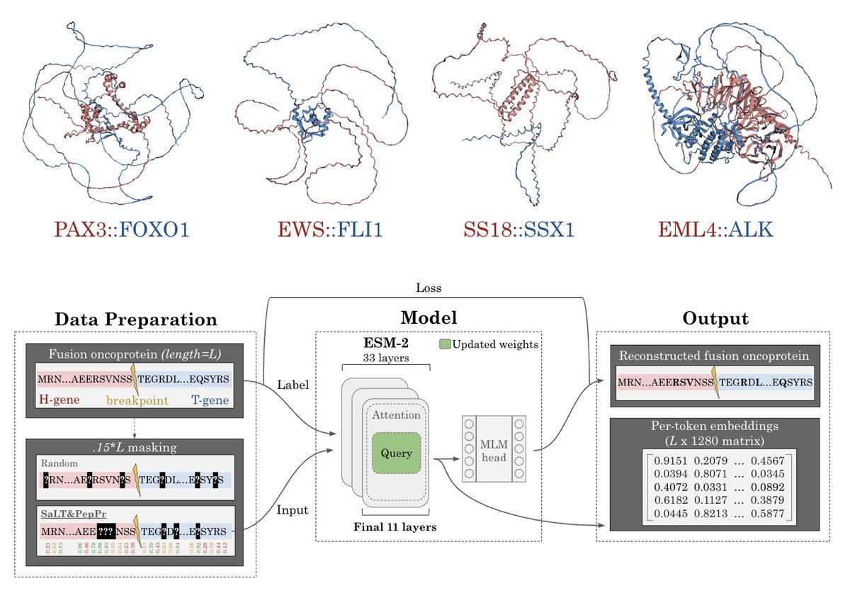Pranam Chatterjee (@pranamanam) on Twitter photo Super excited to share our new protein language model: FusOn-pLM, developed by my wonderful first-year PhD student <a href="/SophieVincoff/">Sophia Vincoff</a> and her team of amazing undergrads!! 🎉
Sure, we know AlphaFold3/RFDiffusion and other structure prediction/design methods are great -- but what Super excited to share our new protein language model: FusOn-pLM, developed by my wonderful first-year PhD student <a href="/SophieVincoff/">Sophia Vincoff</a> and her team of amazing undergrads!! 🎉
Sure, we know AlphaFold3/RFDiffusion and other structure prediction/design methods are great -- but what