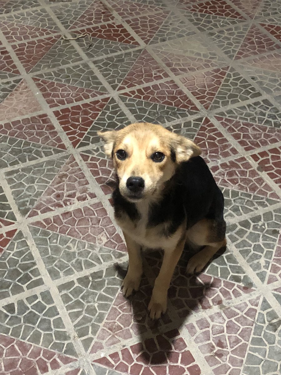 yoonsdaylight's tweet photo. Apresento a vocês a Lua, nova integrante da nossa família 🌙

Meu pai viu ela perdida na estrada enquanto estava ele estava trabalhando, óbvio que chegou em casa, me buscou e fomos até onde ela estava. Agora ela tem três manos caninos e uma família que vai amar ela demais 💞 https://t.co/gkhAJtv7kJ