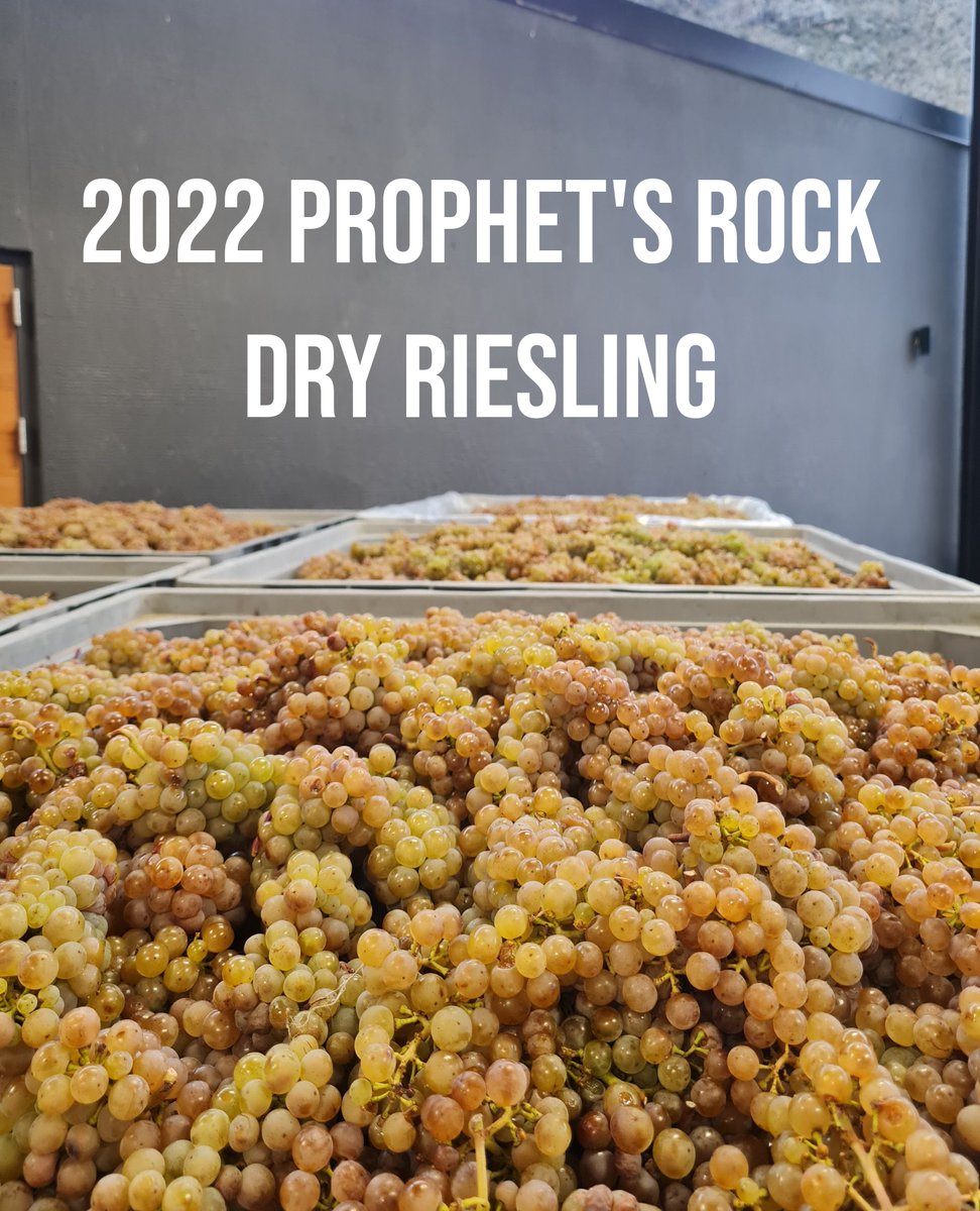 Our new release Dry Riesling 2022 by Rebecca Gibb MW @ Vinous: 96pts:
Well, hello, 2022 Dry Riesling. It's so good to see you. When I am sad in a day of tasting mediocrity, you give me reason to smile and remember why I love wine. The reason this wine stands out is its harmony.