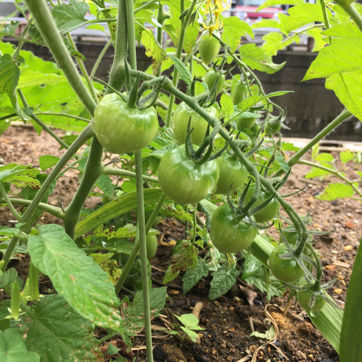 FlowLifeNurture's tweet photo. Current #minigarden situation 🥰 https://t.co/sOjnCIa3HF