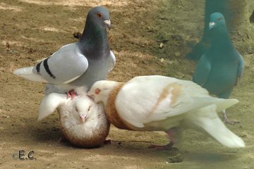 a_london_pigeon's tweet photo. 📷  Ach was Evi... 📸🕷🐝 @Nur_mal_so1  #April2019 
British BBC Radio 4 soap opera 'The Archers' has nothing on this ..   #domestic_pigeons https://t.co/C42wXburfY