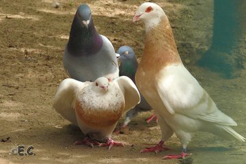 a_london_pigeon's tweet photo. 📷  Ach was Evi... 📸🕷🐝 @Nur_mal_so1  #April2019 
British BBC Radio 4 soap opera 'The Archers' has nothing on this ..   #domestic_pigeons https://t.co/C42wXburfY