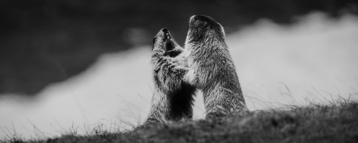 Fight between friends