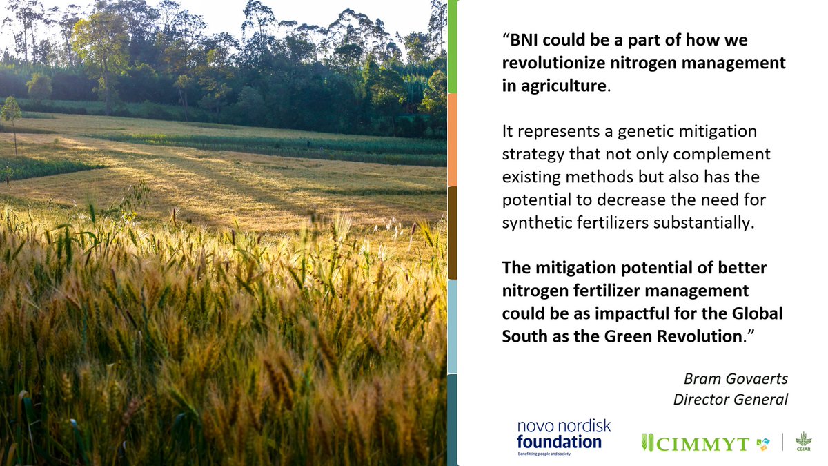 Bram Govaerts CIMMYT (@bramaccimmyt) on Twitter photo #GreatNews
It’s official! #Today we are announcing #CropSustaiN!
It’s a pioneering initiative designed to reduce the #nitrogen footprint of #wheat cultivation.
Thanks to the generous support from <a href="/novonordiskfond/">Novo Nordisk Foundation</a>.
#ExcellenceInScience #CIMMYT2030Strategy bit.ly/4aN78Y6 #GreatNews
It’s official! #Today we are announcing #CropSustaiN!
It’s a pioneering initiative designed to reduce the #nitrogen footprint of #wheat cultivation.
Thanks to the generous support from <a href="/novonordiskfond/">Novo Nordisk Foundation</a>.
#ExcellenceInScience #CIMMYT2030Strategy bit.ly/4aN78Y6