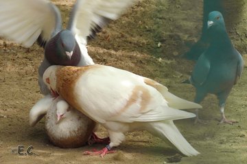 a_london_pigeon's tweet photo. 📷  Ach was Evi... 📸🕷🐝 @Nur_mal_so1  #April2019 
British BBC Radio 4 soap opera 'The Archers' has nothing on this ..   #domestic_pigeons https://t.co/C42wXburfY