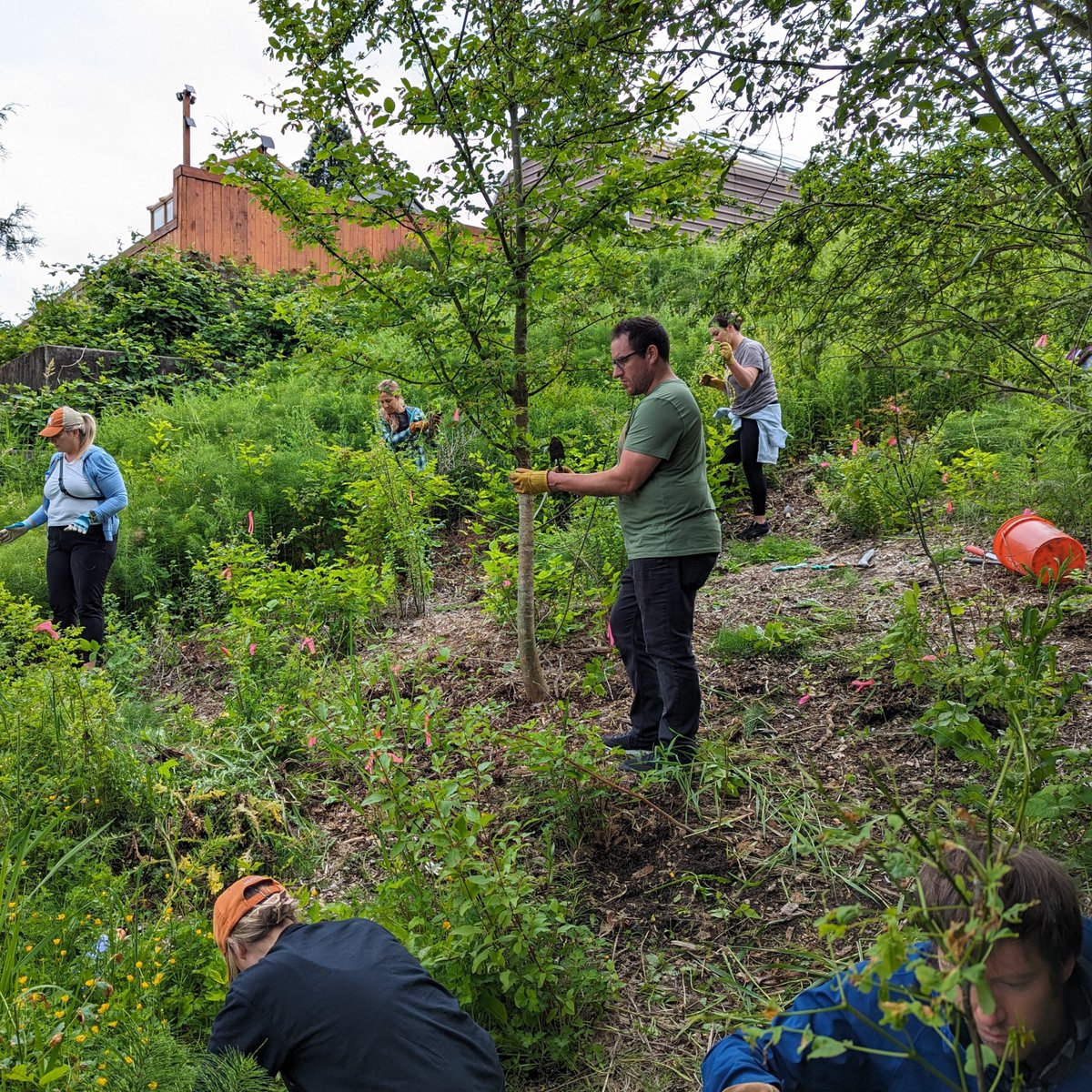 WorldReliefWWA's tweet photo. #KingCountyConnection!
Compass Group joined us on Saturday to weed our native restoration area near our community garden. They have hired 30 of our participants into well paying, stable jobs.
"Amy and her team are the best employer partners- ones that we dream about." https://t.co/kpfUiOV3Em