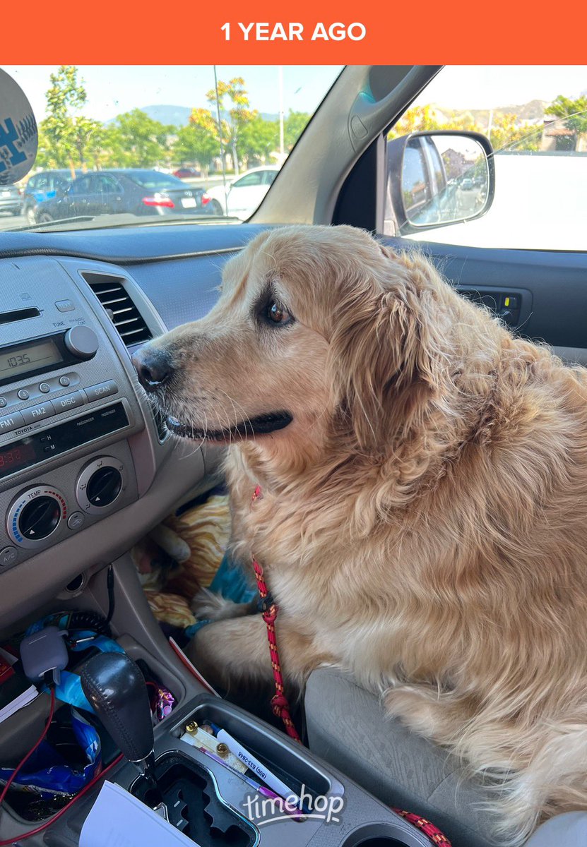 A year ago today my wife and I took this golden retriever in and named her Sadie.
Little did we know she would bring so much unconditional love to our home, and little did I know she would eventually have me wrapped around her paw spoiling her rotten.
#goldenretriever