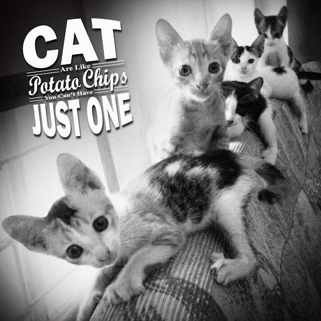 trudday's tweet image. For today's quote, i quote the quote that quote my opinion :).
Same models with my blog cover :) my Angels ^^ buff.ly/3KsXxuB
 #weeklyjournal #throwback #catlover #mymemories #littlepaws