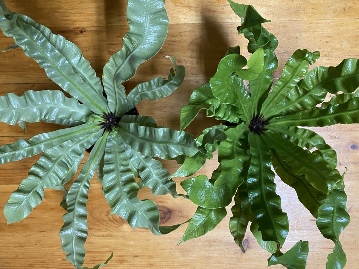 Dr. Erin Zimmerman🌿📝 (@doctorzedd) on Twitter photo PSA: Per my unintentional experiment, Asplenium ‘Crispy Wave’ ferns prefer a north-facing window, not a west-facing one. PSA: Per my unintentional experiment, Asplenium ‘Crispy Wave’ ferns prefer a north-facing window, not a west-facing one.