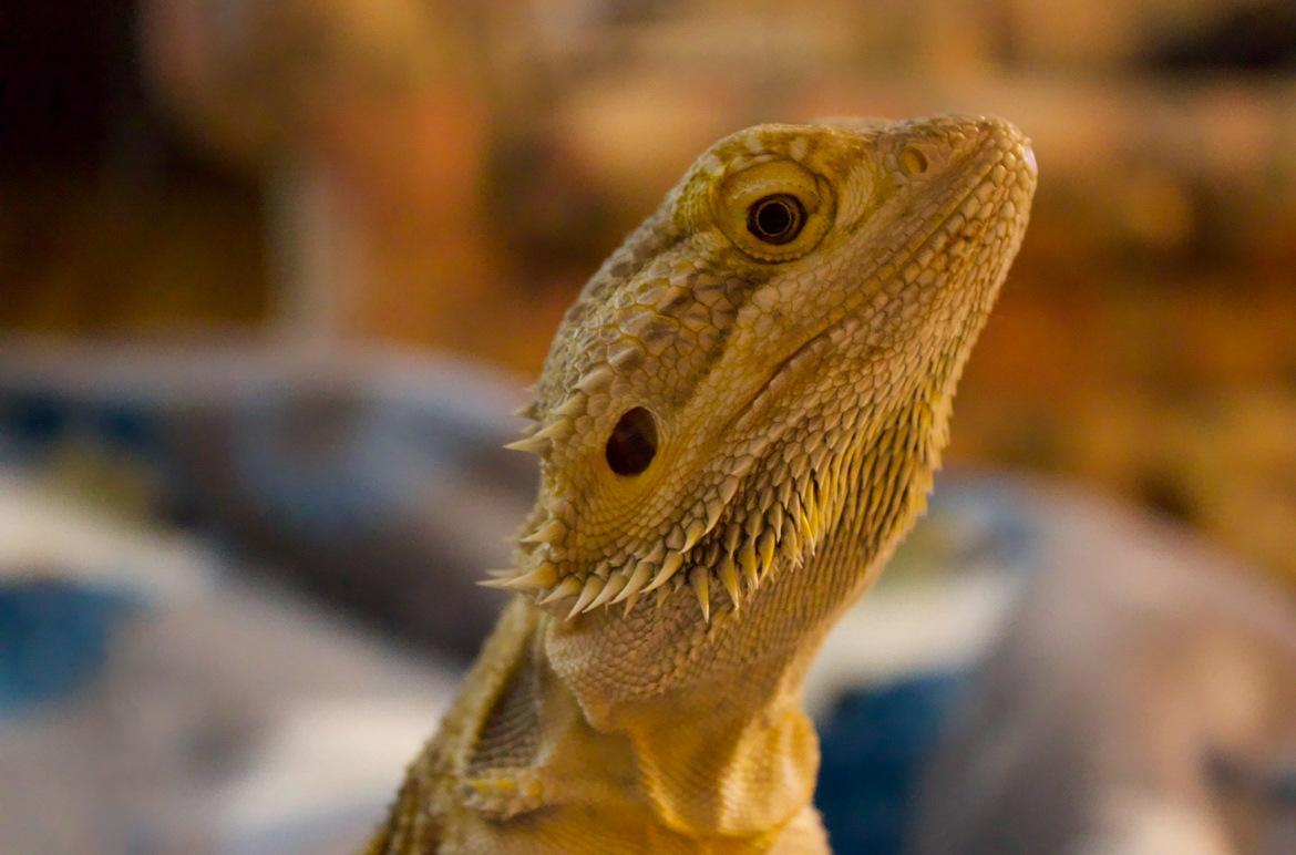 PA Distance Learning Charter School tweet media